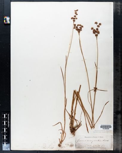 Juncus marginatus