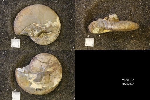 Discoscaphites conradi