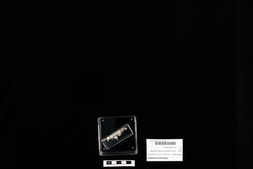 Platysaurus torquatus