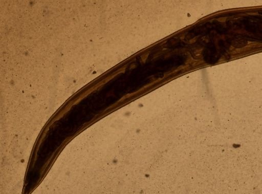 Ancylostoma caninum