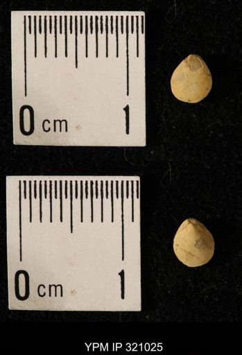 Dielasma elongatum
