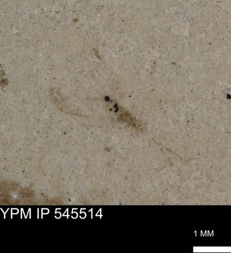undet. Insecta