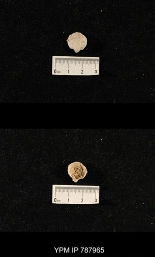 undet. Brachiopoda