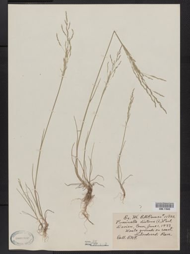Puccinellia distans