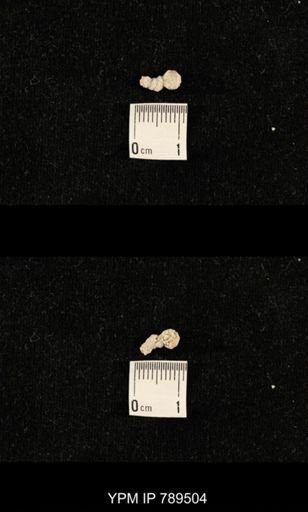 undet. Bryozoa