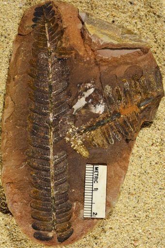 Pecopteris sp.