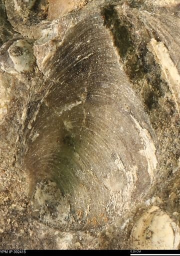 Protocardia subquadrata