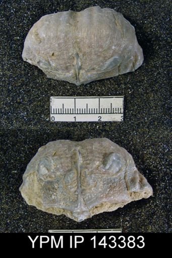 Productus (Dictyoclostus) indicus