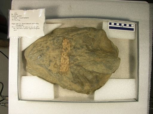 Eubrontes giganteus