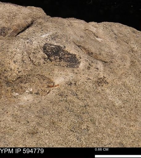 Protocardia sp.