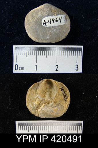 Rhipidomella sp.
