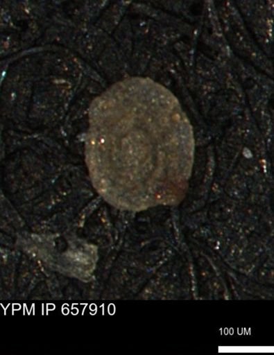 Spirolocammina planula