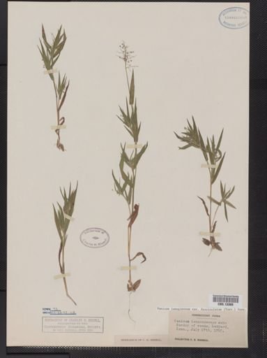Panicum lanuginosum