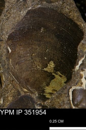 Limopsis striatopunctatus