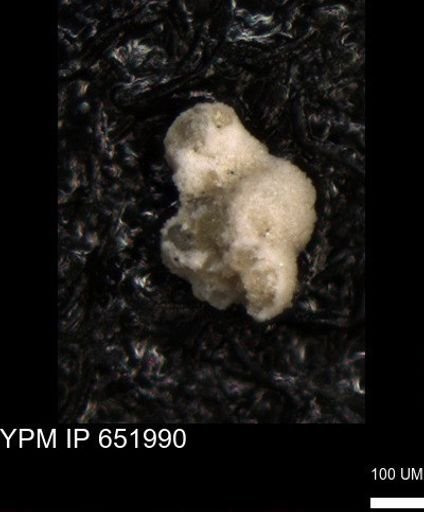 undet. Foraminiferida