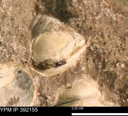 Protocardia sp.