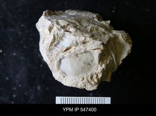 undet. Gastropoda