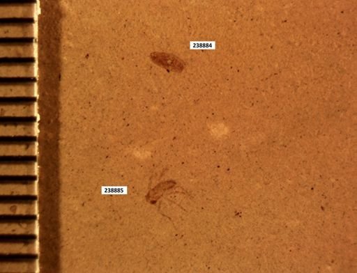 undet. Diptera