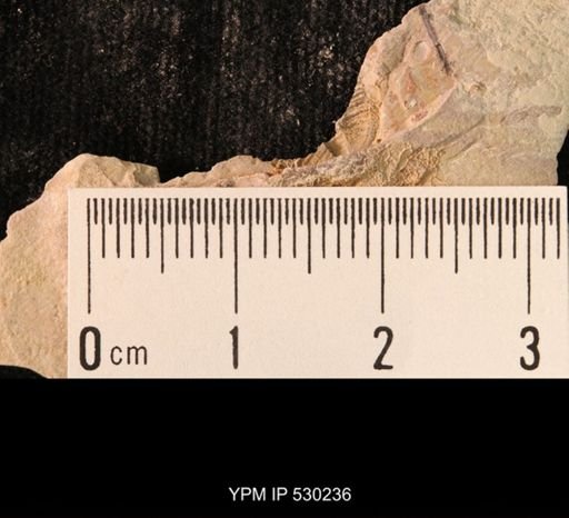 Elrathia kingi