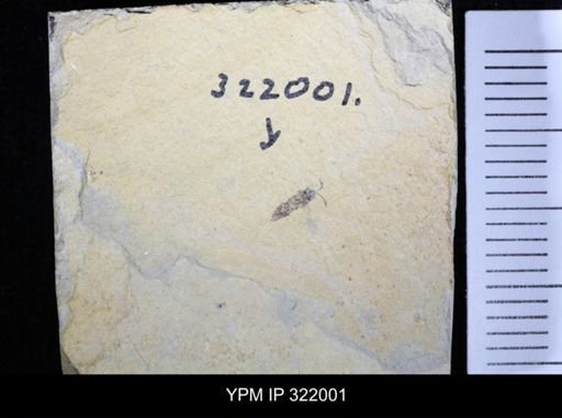 undet. Hymenoptera