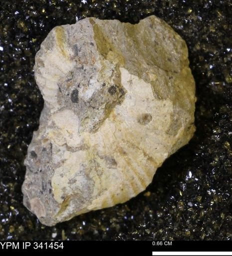 Scaphites sp.