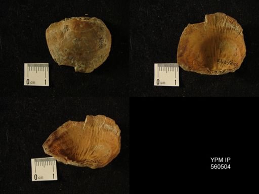 Strophomena incurvata