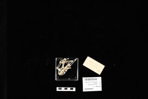 Leptodactylidae
