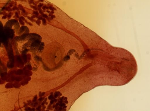 Prosthogonimus macrorchis