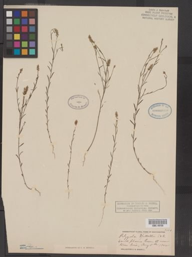 Polygala nuttallii