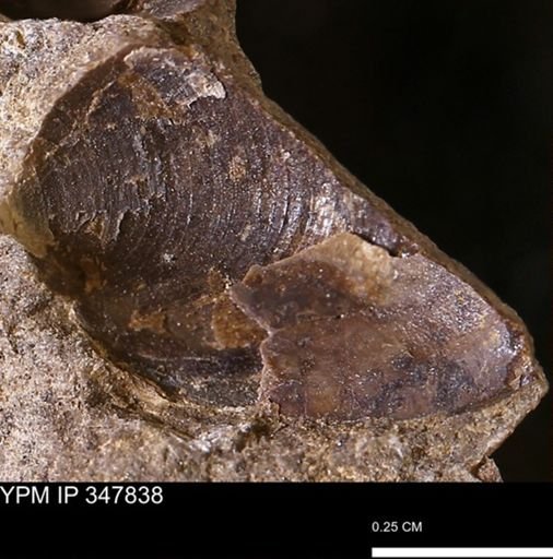 undet. Bivalvia