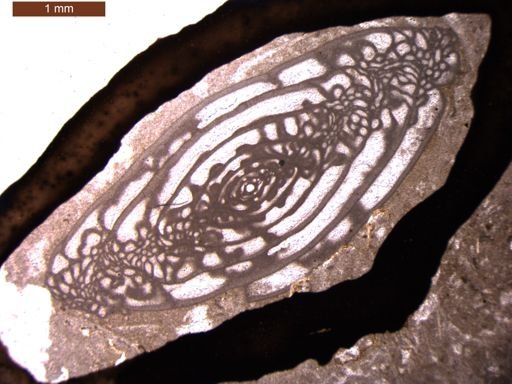 Triticites elegantoides