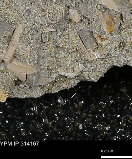 undet. Scaphopoda