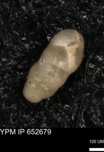 undet. Foraminiferida