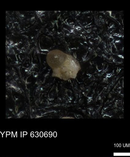 undet. Foraminiferida