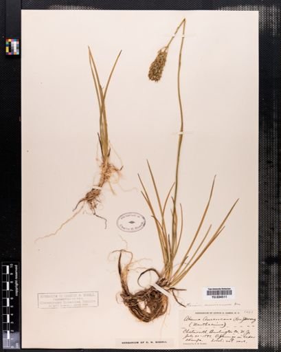 Narthecium americanum