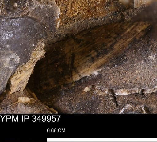 undet. Bivalvia