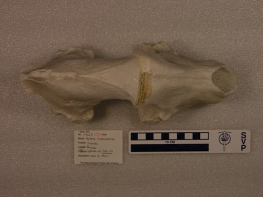 Hyaena macrostoma