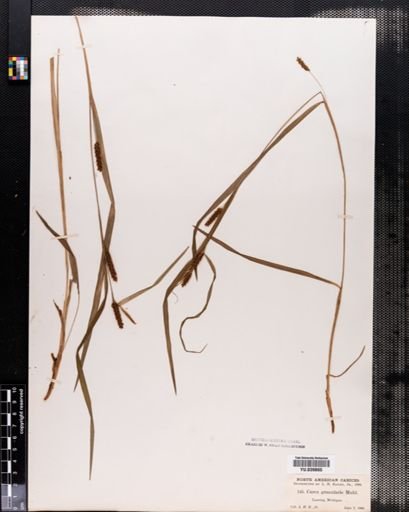 Carex granularis