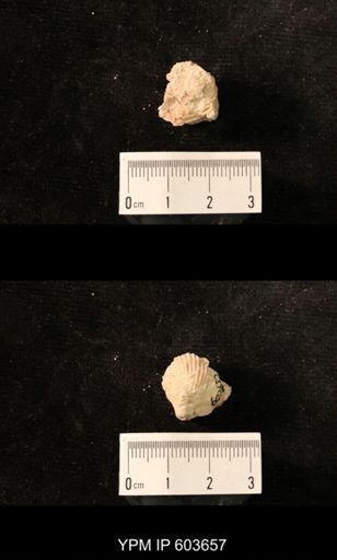 Productus cf. redesdalensis