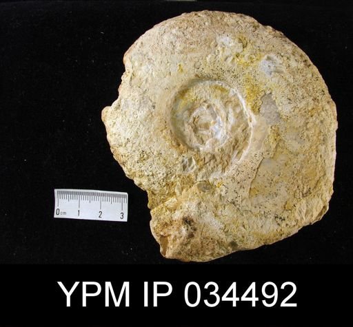 Monophyllites wengensis