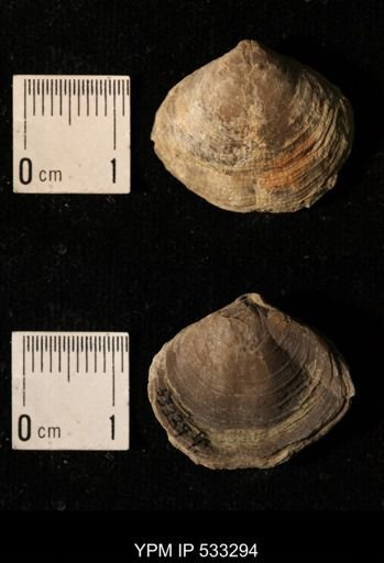 Athyris royssii
