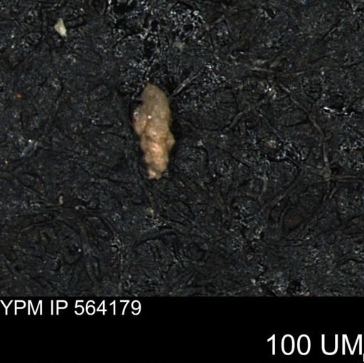 Verneuilina canadensis