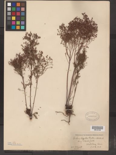 Lechea leggettii