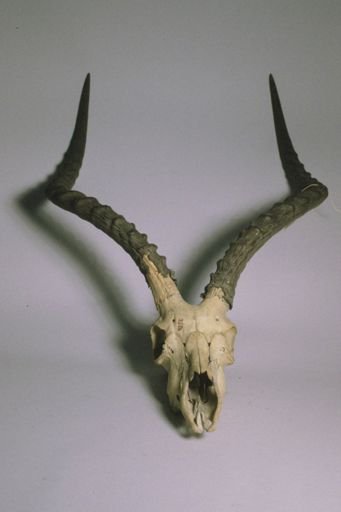 Aepyceros melampus