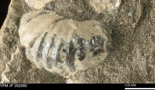 Scaphites sp.