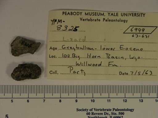 Melanosaurus