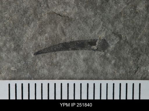 undet. Eurypterida