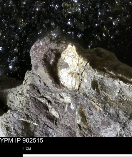 undet. Mollusca