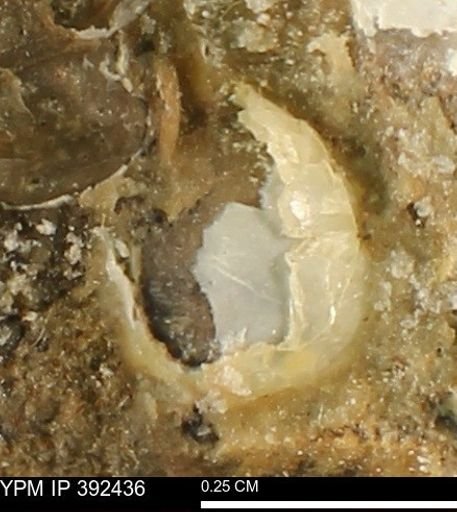 Protocardia subquadrata