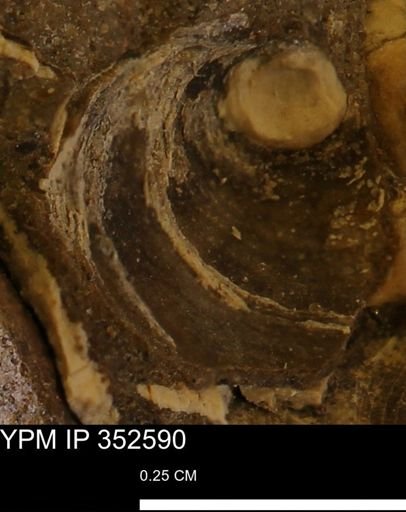 undet. Bivalvia